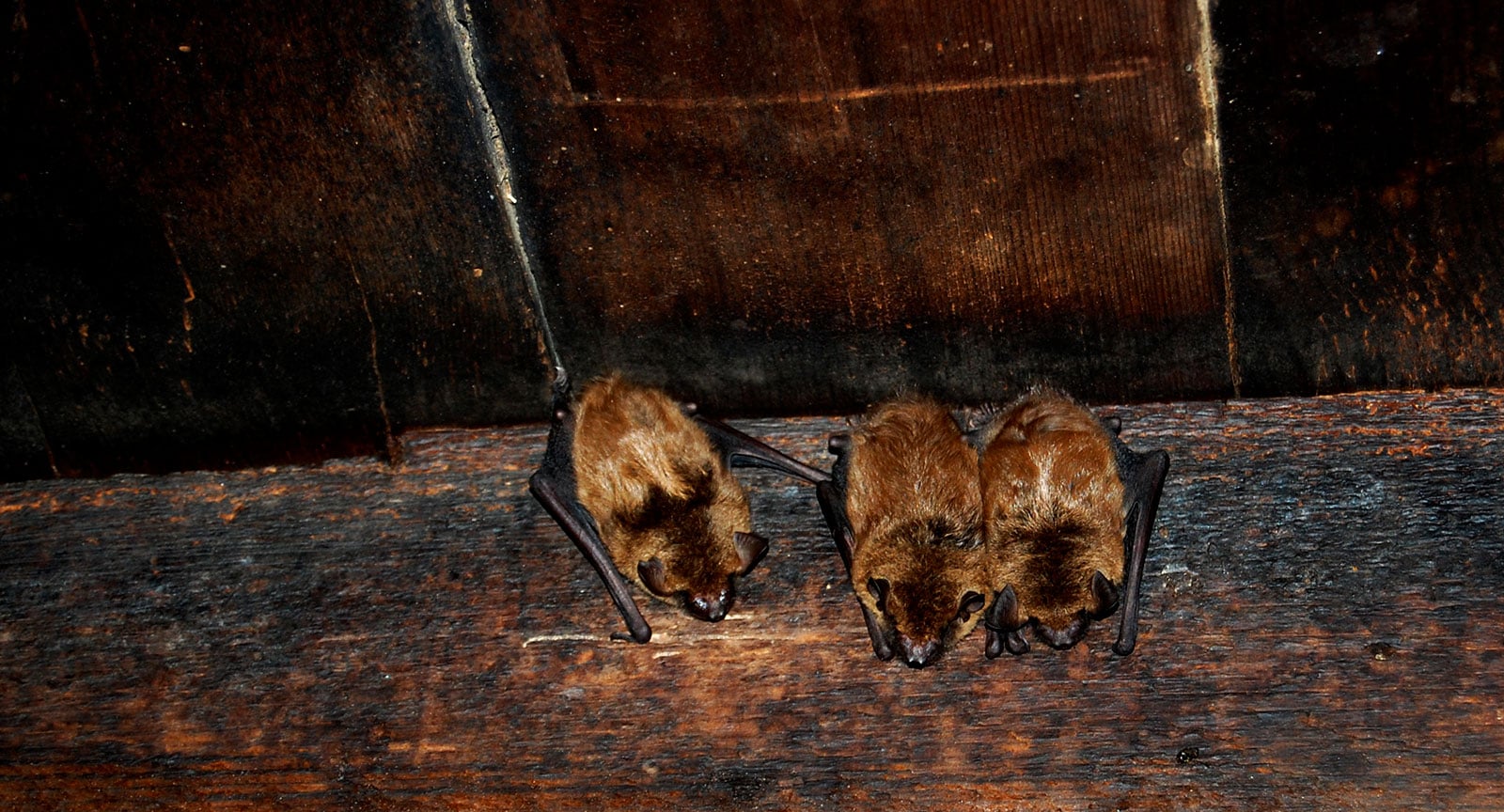 Bat Remediation